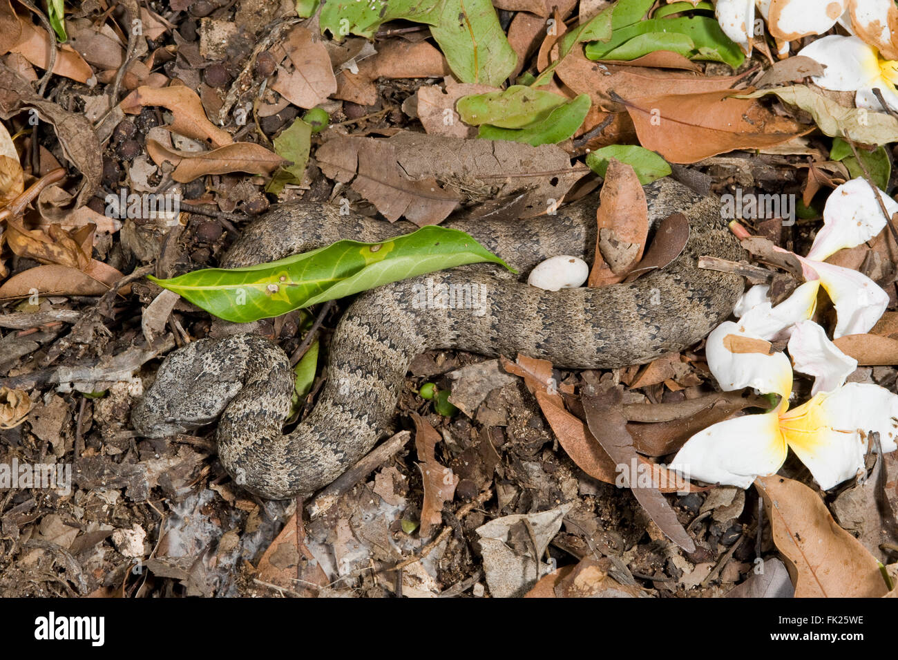 Death Adder commun (Acanthophis antarcticus) bien camouflée dans son habitat naturel Banque D'Images