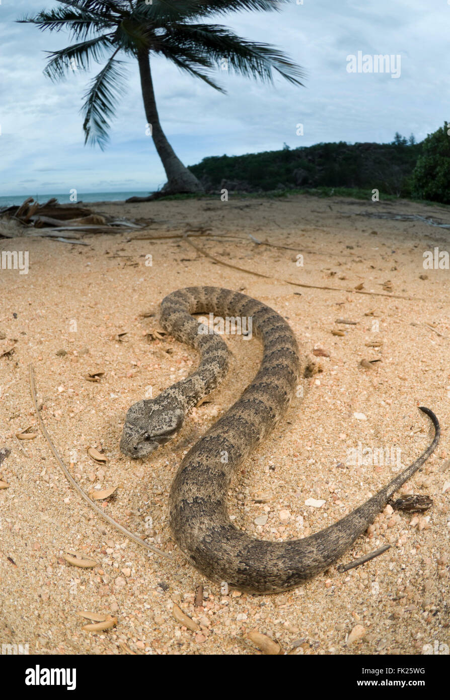 Death Adder commun (Acanthophis antarcticus) on sandy beach Banque D'Images