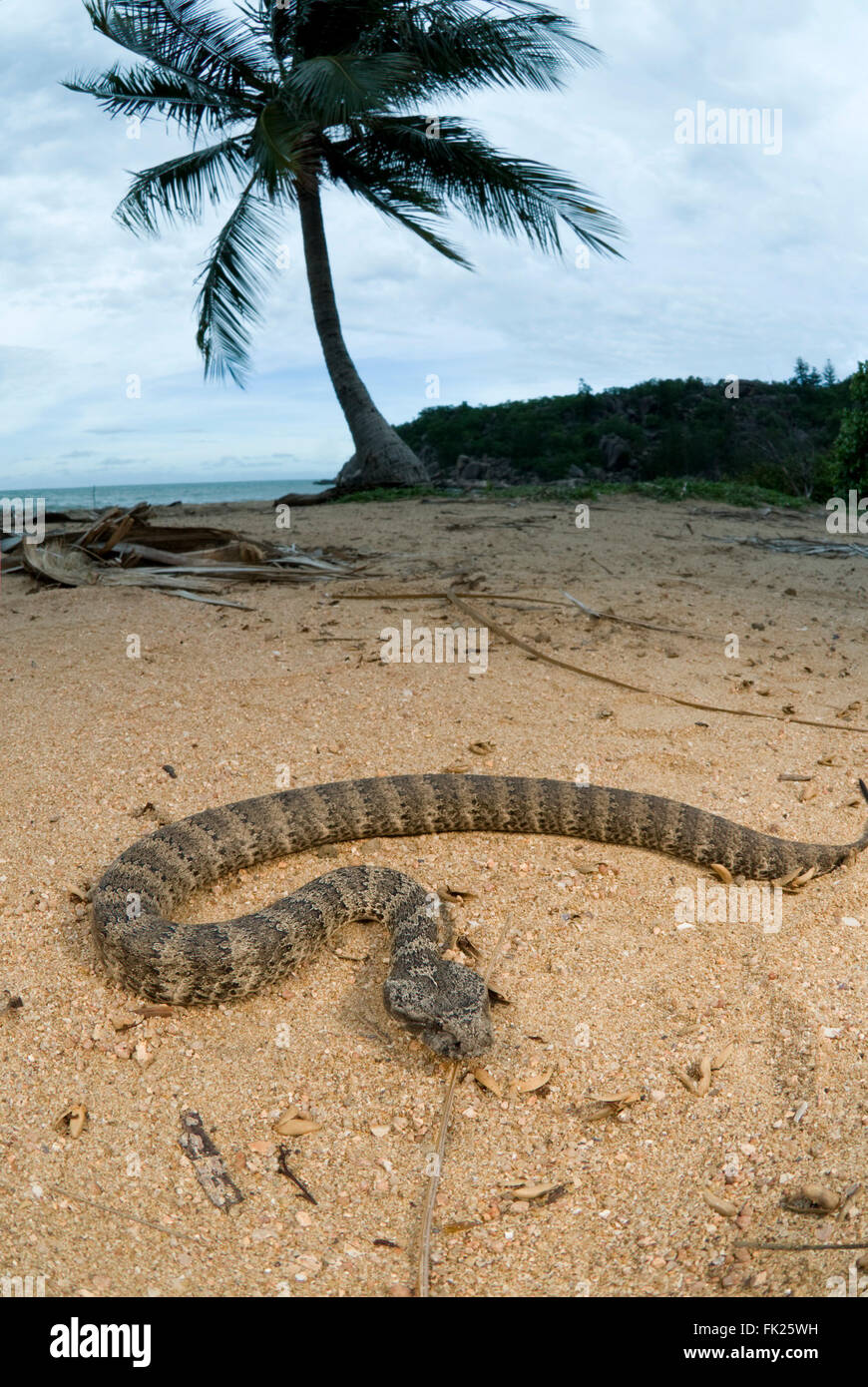 Death Adder commun (Acanthophis antarcticus) on sandy beach Banque D'Images
