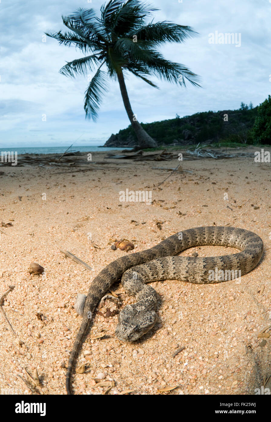 Death Adder commun (Acanthophis antarcticus) on sandy beach Banque D'Images