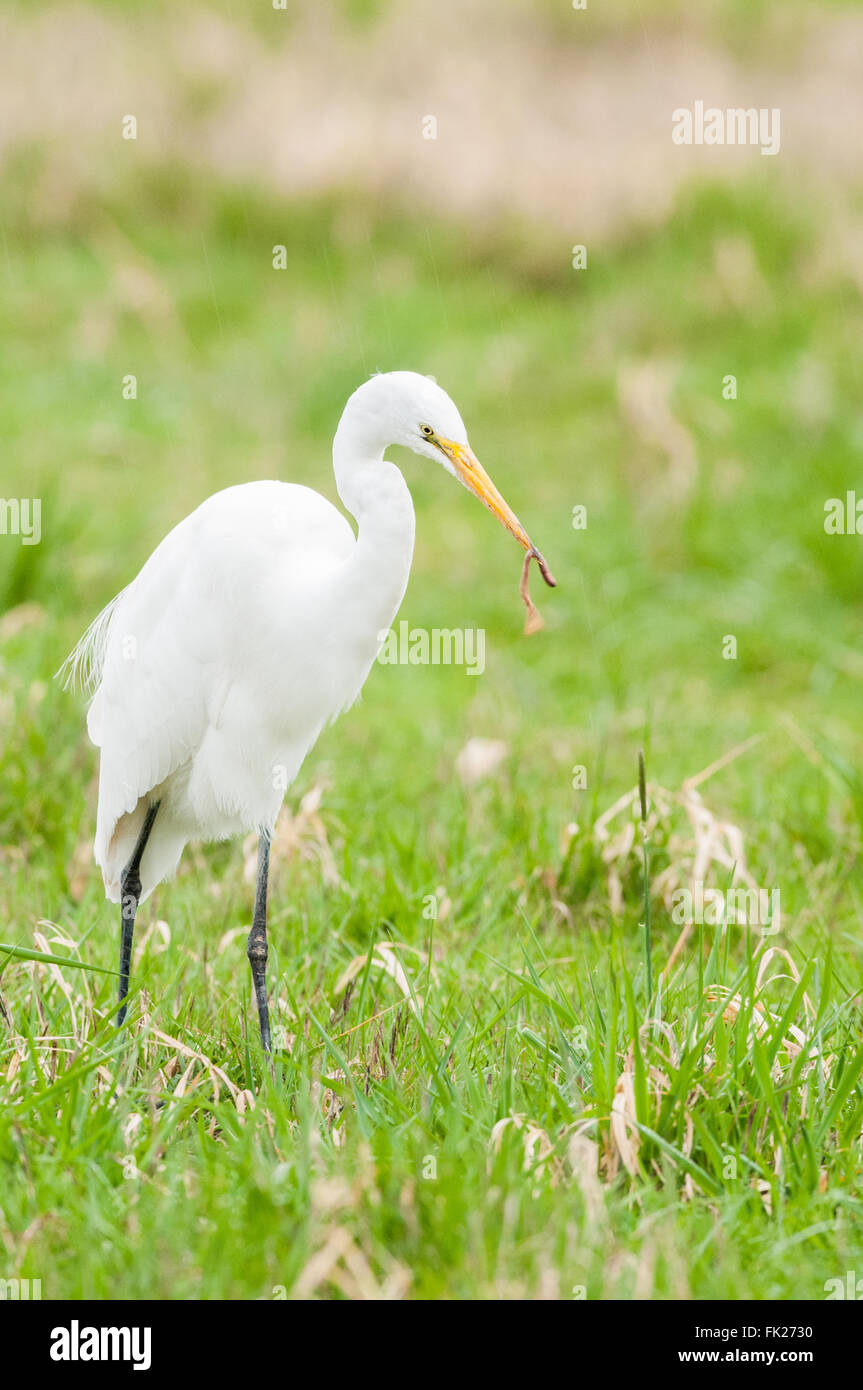 Une grande aigrette (Ardea alba) se trouve dans l'herbe de marais tenant un grand ver dans son projet de loi. Ridgefield, Connecticut, USA. Banque D'Images