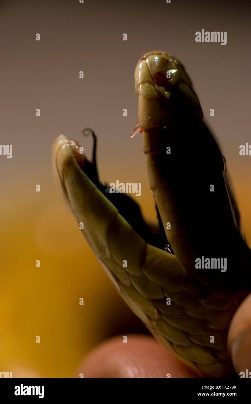 Guido Westhoff ouvre la bouche d'un nouveau road kill King Brown (Pseudechis australis ou Mulga) montrant les dents de ce haut Banque D'Images