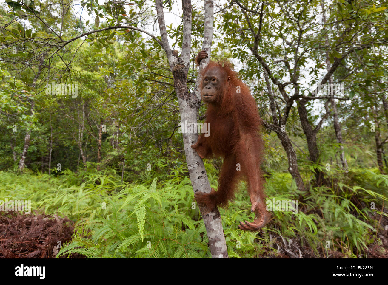 Orang-outan (Pongo pygmaeus) wurmbii - mineur. Banque D'Images