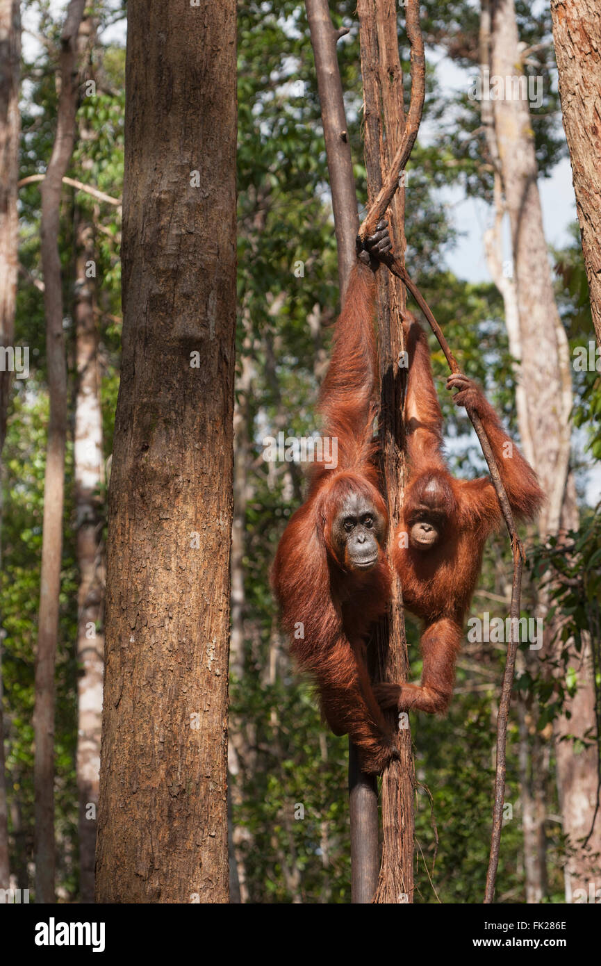 Orang-outan (Pongo pygmaeus) wurmbii - Mère et enfant Banque D'Images