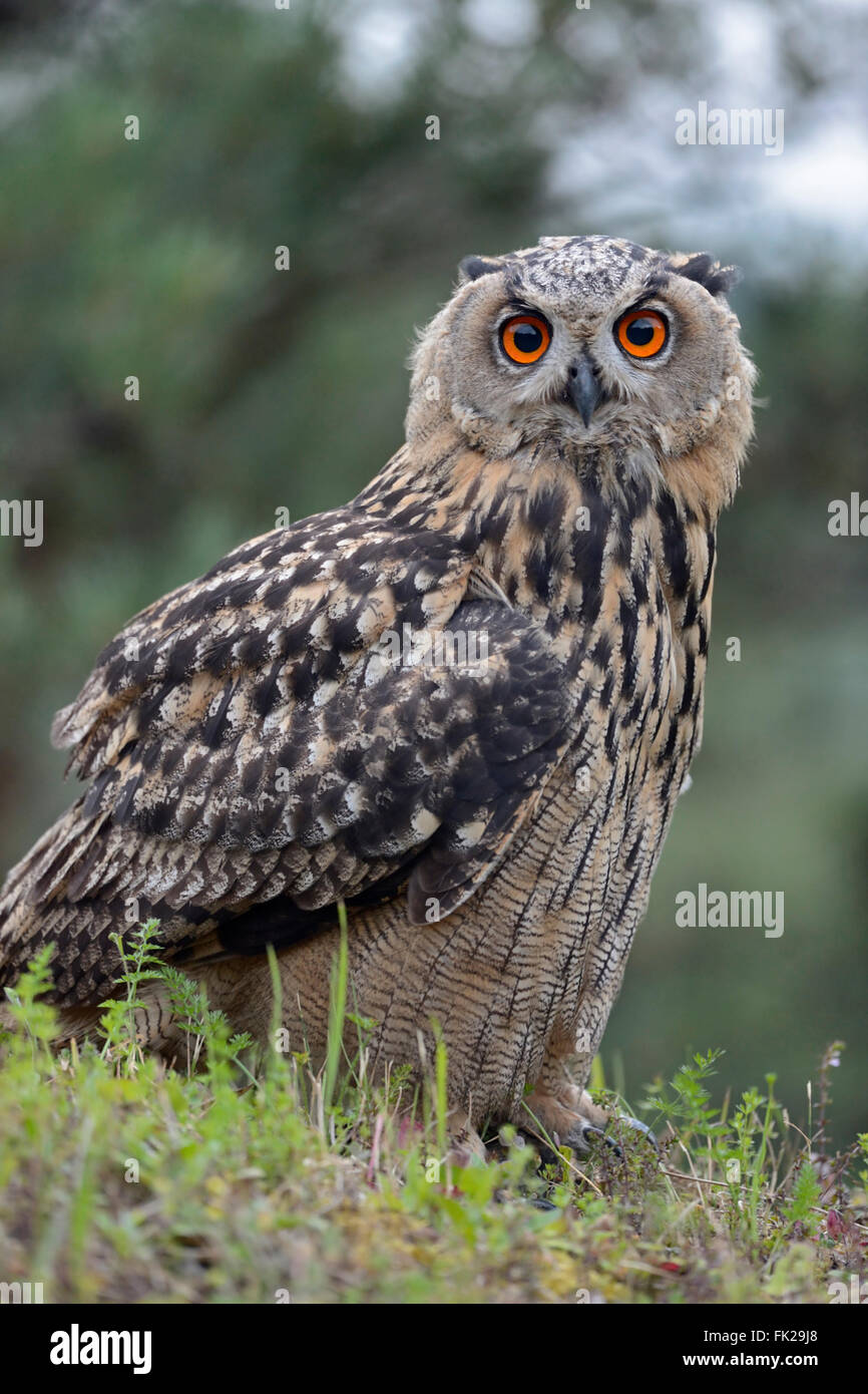 Le nord du Grand-duc Bubo bubo ( ), jeune oiseau, se trouve sur une falaise, close-up, side-view, le contact visuel, la faune. Banque D'Images