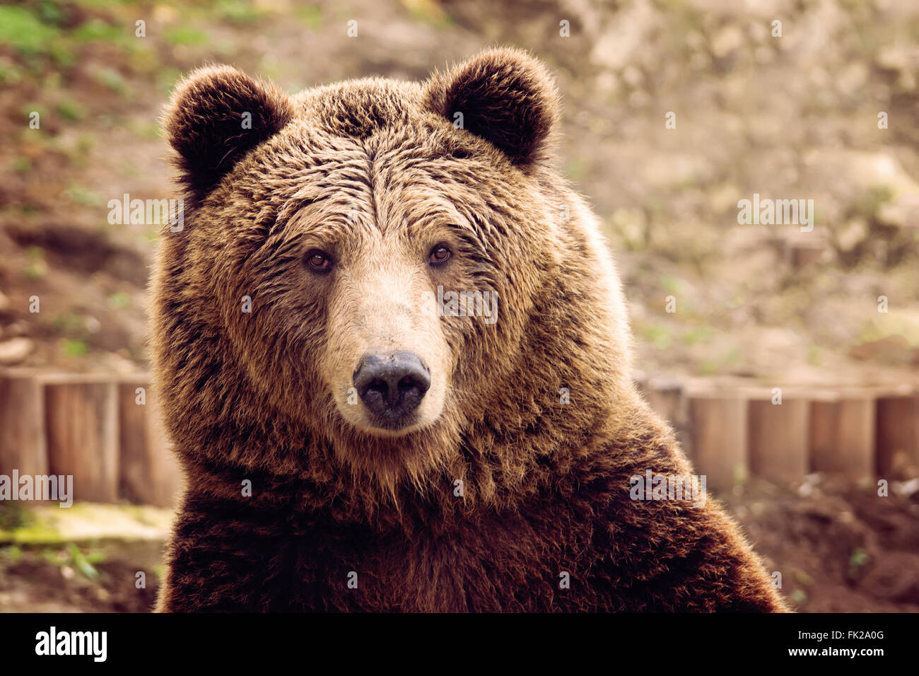 Vue de face de l'ours brun Banque D'Images