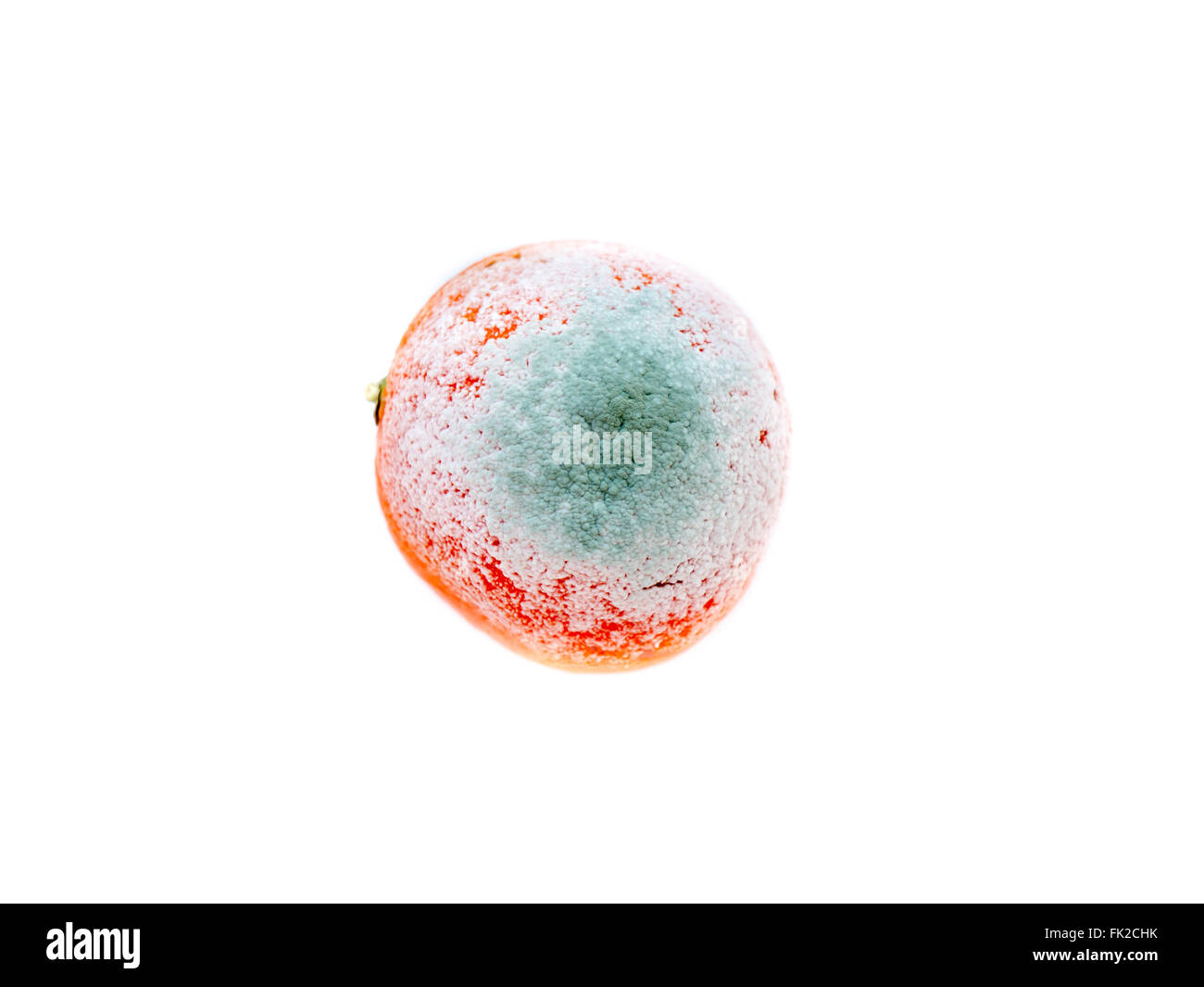 Le mandarin pourris. Banque D'Images