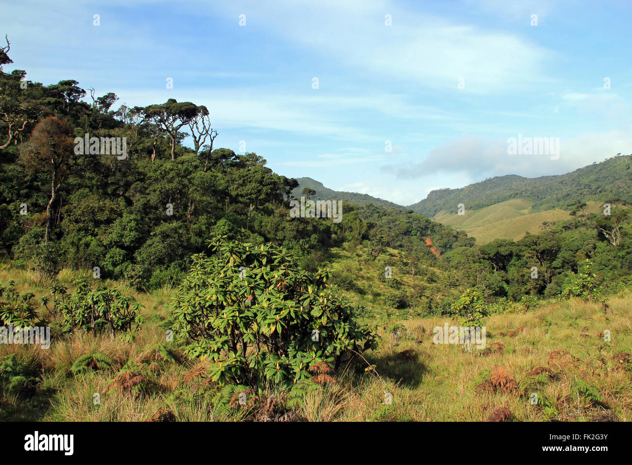 Le Parc National de Horton Plains, Sri Lanka Banque D'Images