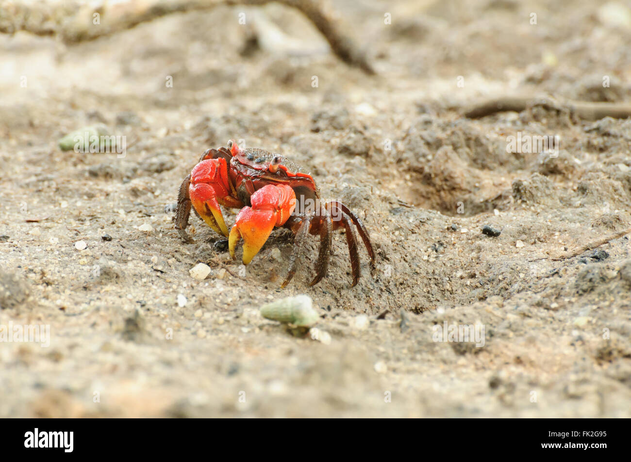 Parasesarma Leptosoma : Un crabe arboricole sur le sable Banque D'Images