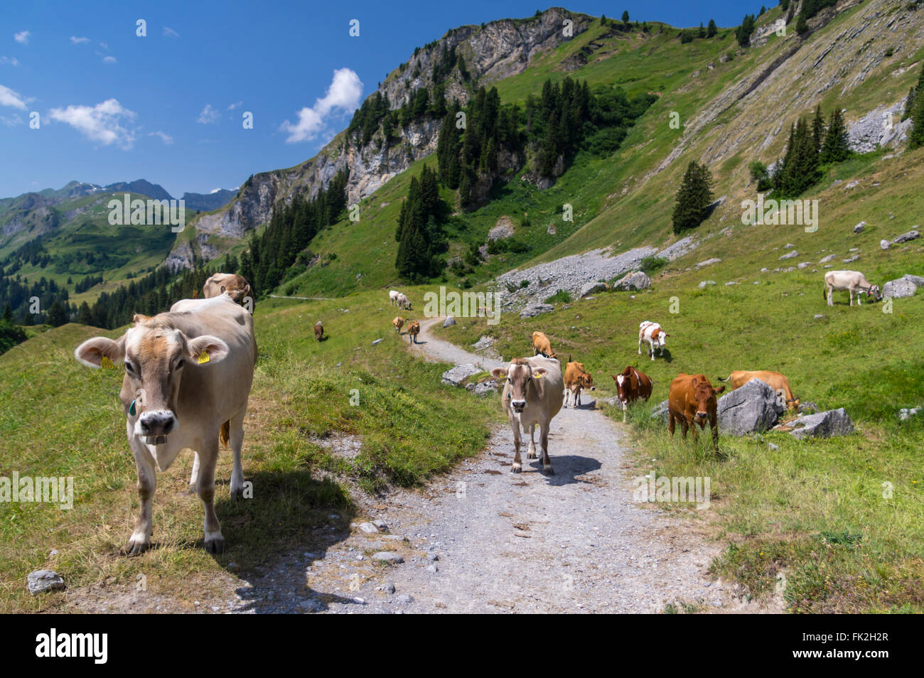 Les vaches sur un sentier de randonnée dans les Alpes suisses. Engstlenalp, Berner Oberland, Suisse. Banque D'Images