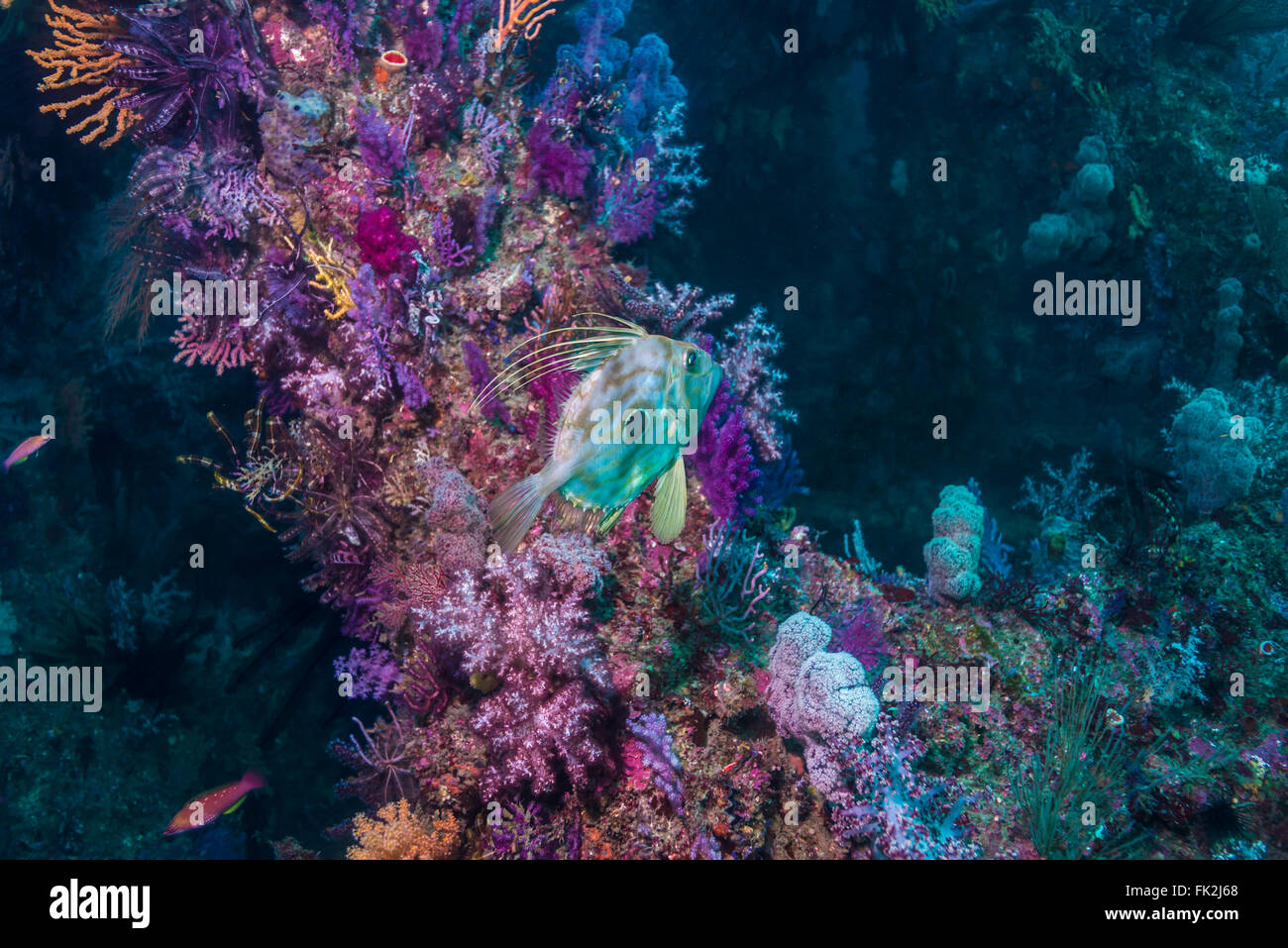 John Dory Fish au récif. Un poisson artificiel reef faites de briques de béton a été l'évolution au récif naturel. 18 m de profondeur Banque D'Images