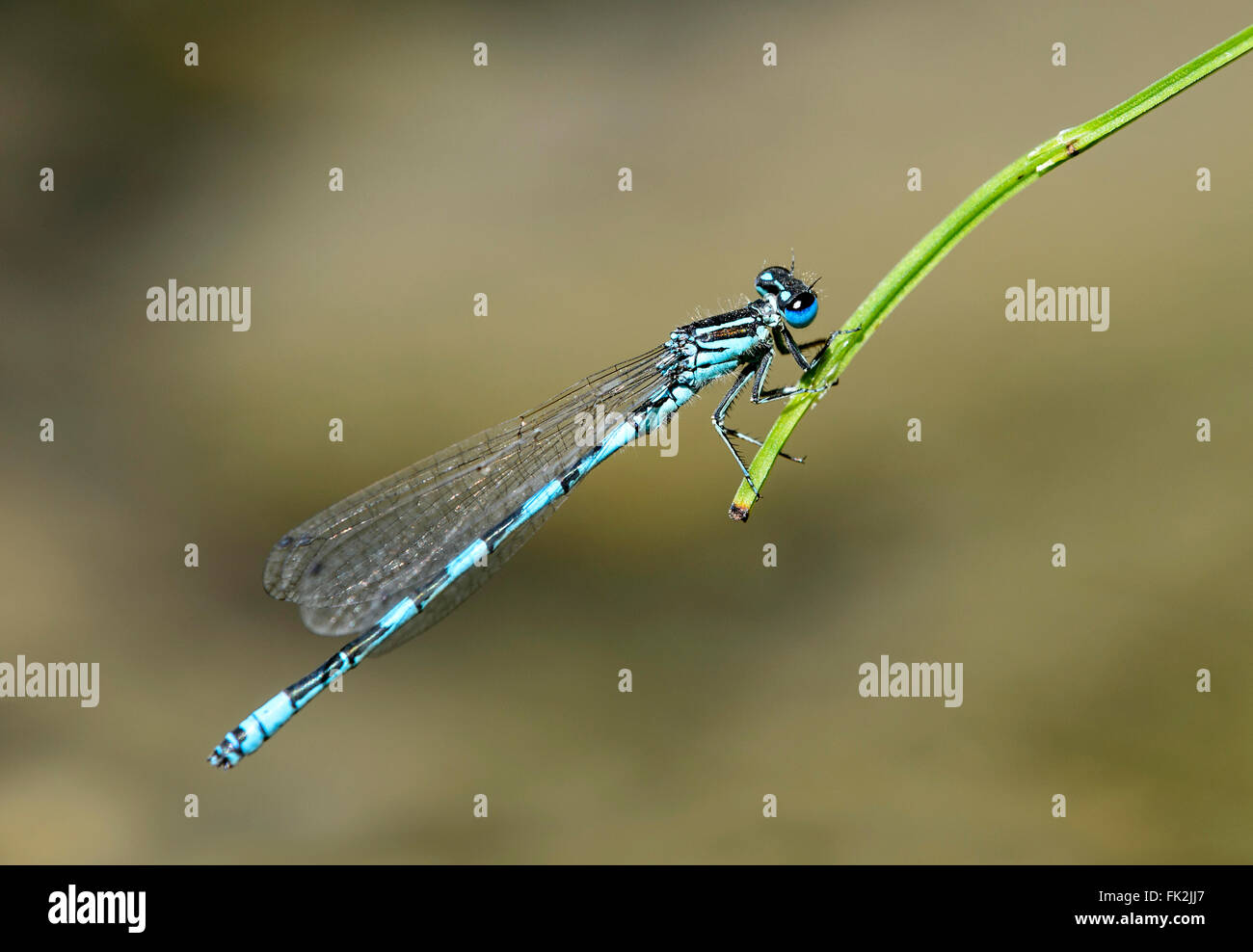 Demoiselle du sud (Coenagrion mercuriale), homme, Suisse Banque D'Images