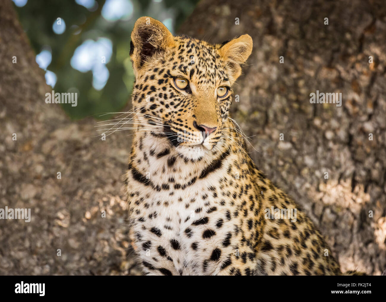 Close up of chef de Leopard (Panthera pardus), Zarafa Camp, Kalahari, Selinda Concession, Okavango Delta, Kalahari, le nord du Botswana, Afrique australe Banque D'Images