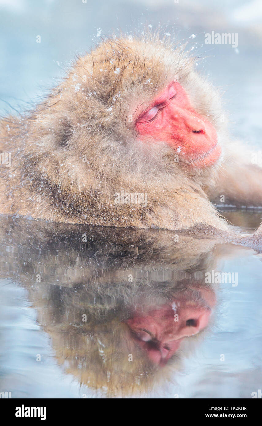 La neige un singe à Jigokudani's Hot spring, au Japon. Banque D'Images