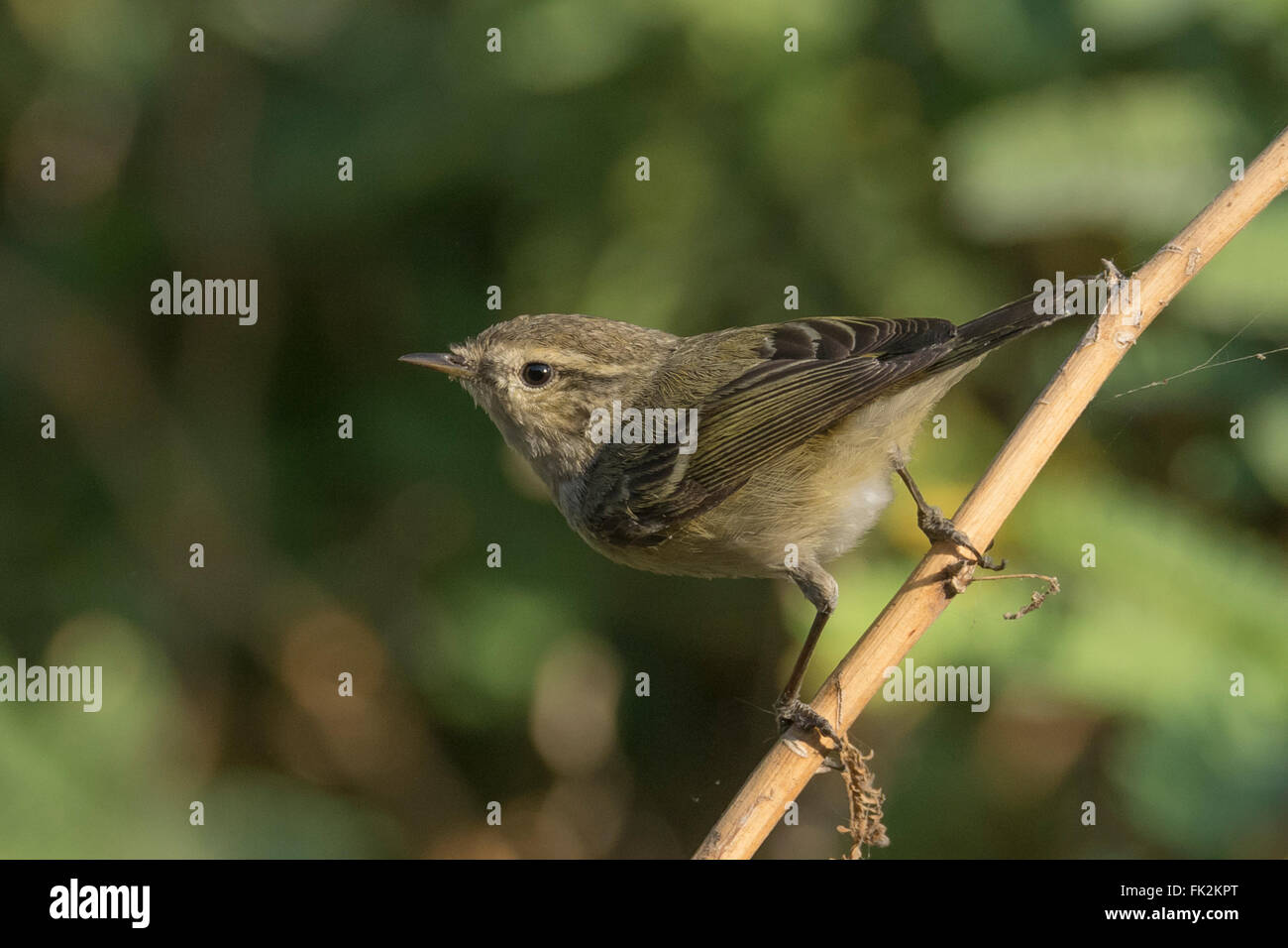 Hume Phylloscopus humei orangée (feuilles) à Thol Bird Sanctuary, Gujarat, Inde Banque D'Images