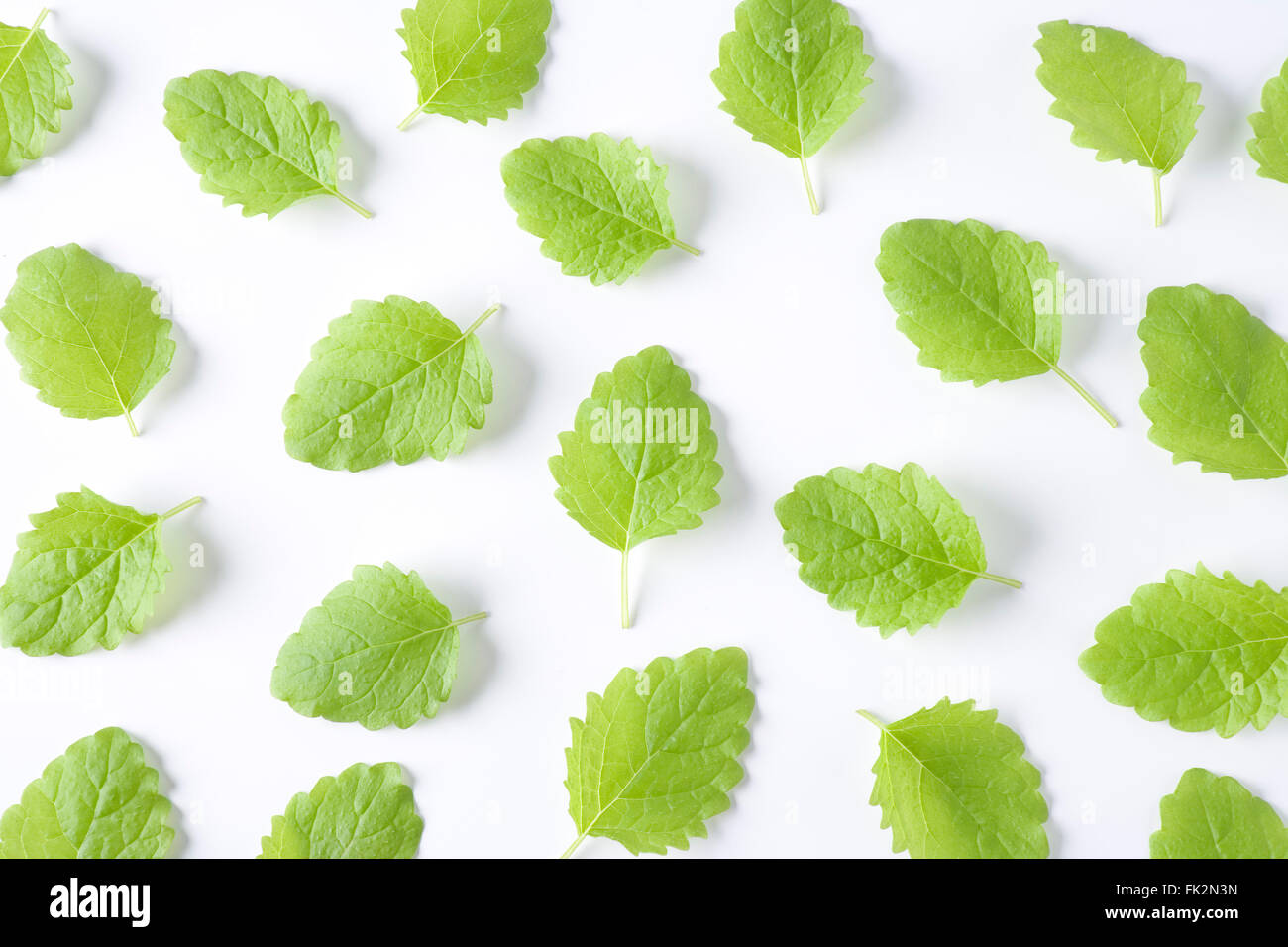 Melissa officinalis Feuilles fraîches sur fond blanc Banque D'Images