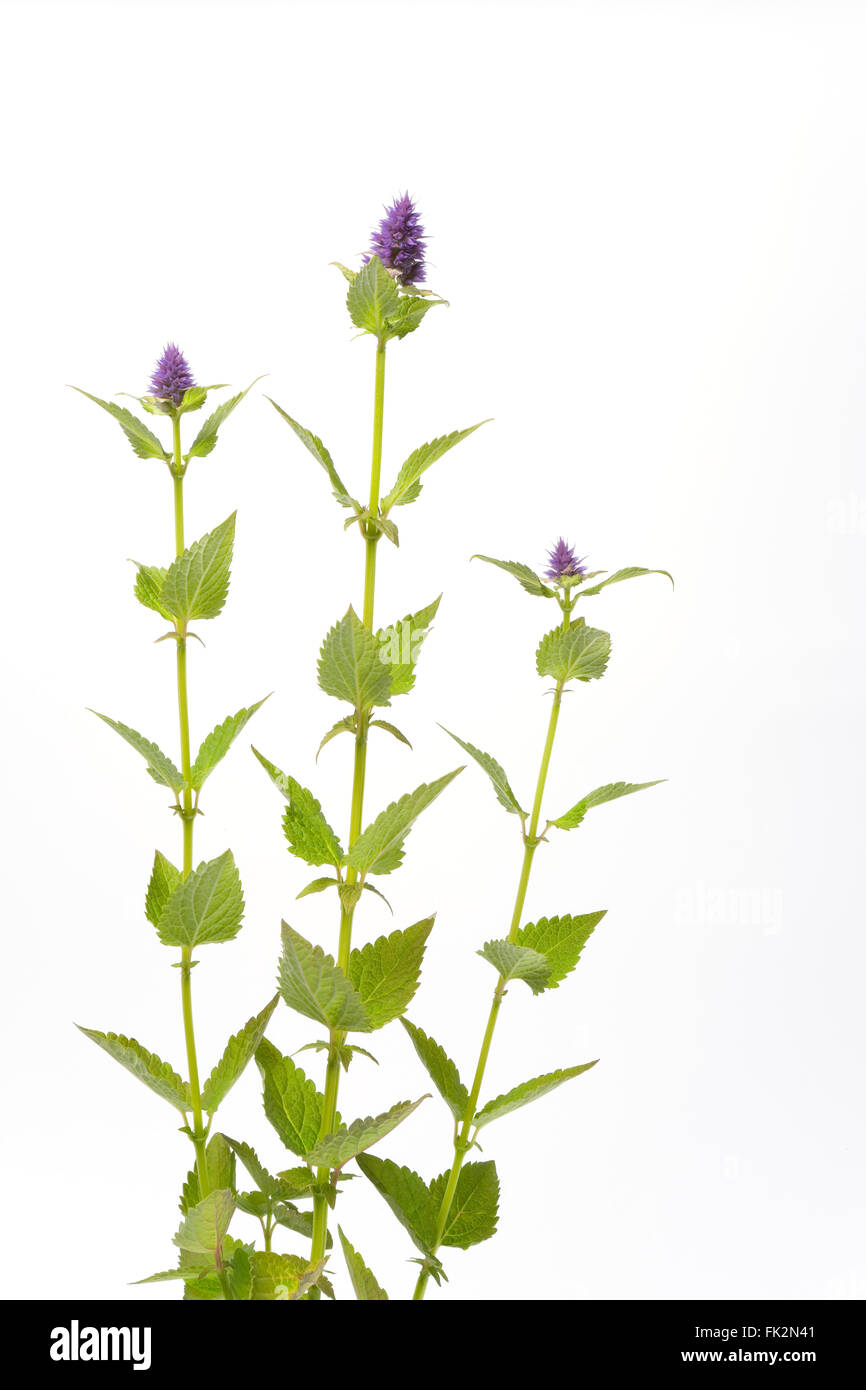 Agastache Rugosa floraison pourpre sur fond blanc Banque D'Images