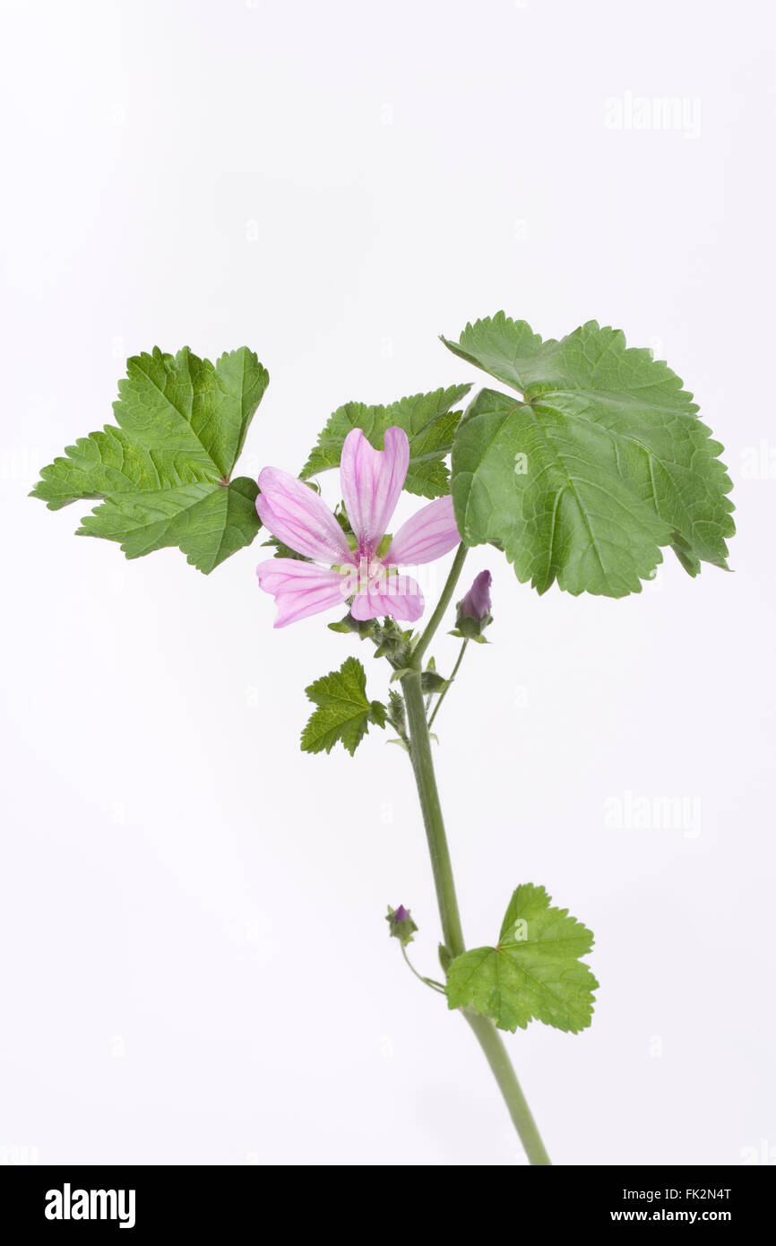 Malva sylvestris frais lilas avec fleur sur fond blanc Banque D'Images
