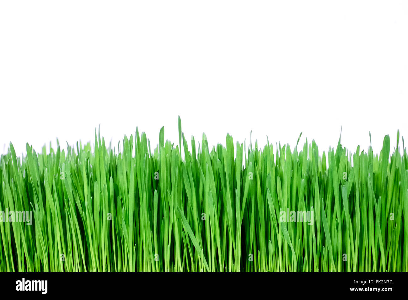 L'herbe verte saine sur fond blanc Banque D'Images