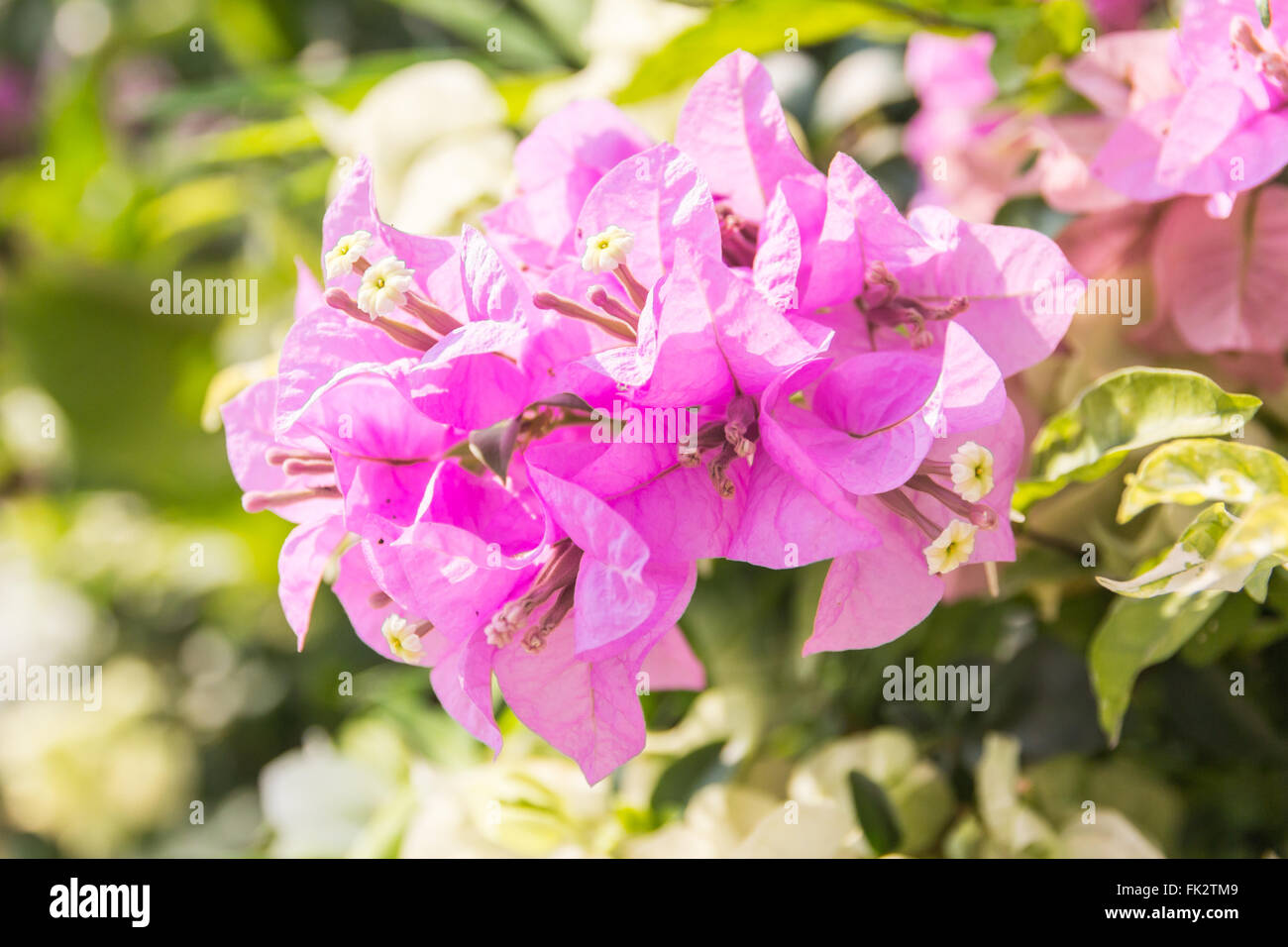 Belles fleurs de bougainvilliers magenta (Bougainvillea glabra Choisy), soft focus Banque D'Images