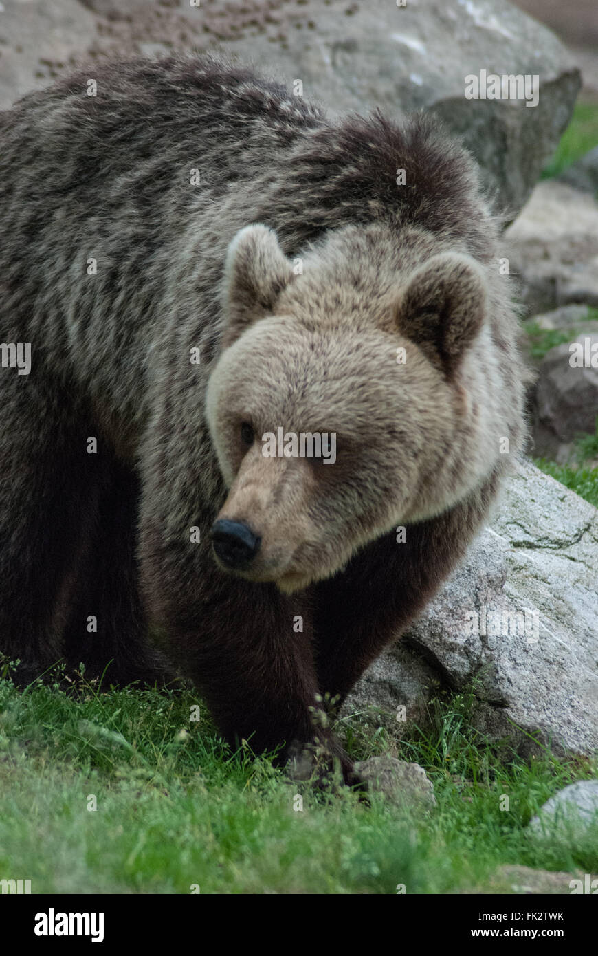 Ours brun européen eurasiennes ou ours brun (Ursus arctos arctos) dans la taïga de l'est de la Finlande. Banque D'Images