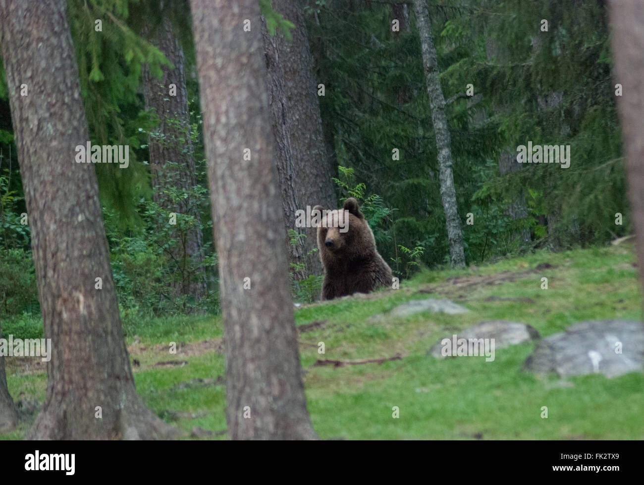 Ours brun européen eurasiennes ou ours brun (Ursus arctos arctos) dans la taïga de l'est de la Finlande. Banque D'Images