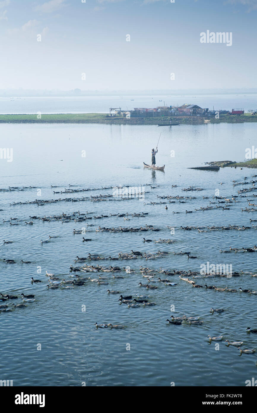 Lac Taungthaman canard fermier, sur le lac, les canards d'élevage Banque D'Images