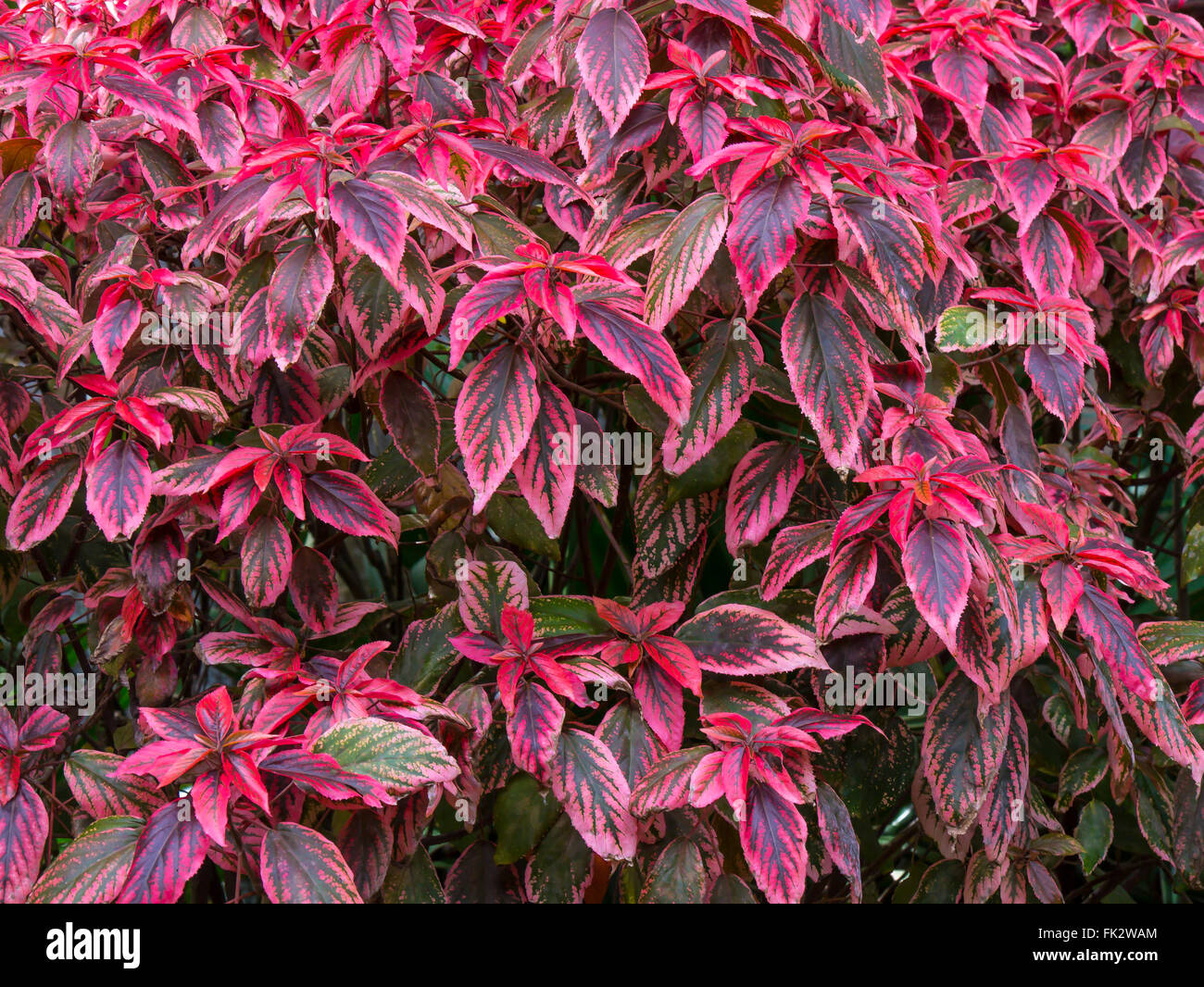 Arrière-plan gros plan de feuilles des plantes rouge Banque D'Images