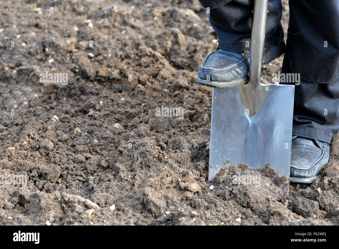 En creusant le sol préparation jardinier plus d'avec une bêche. Banque D'Images