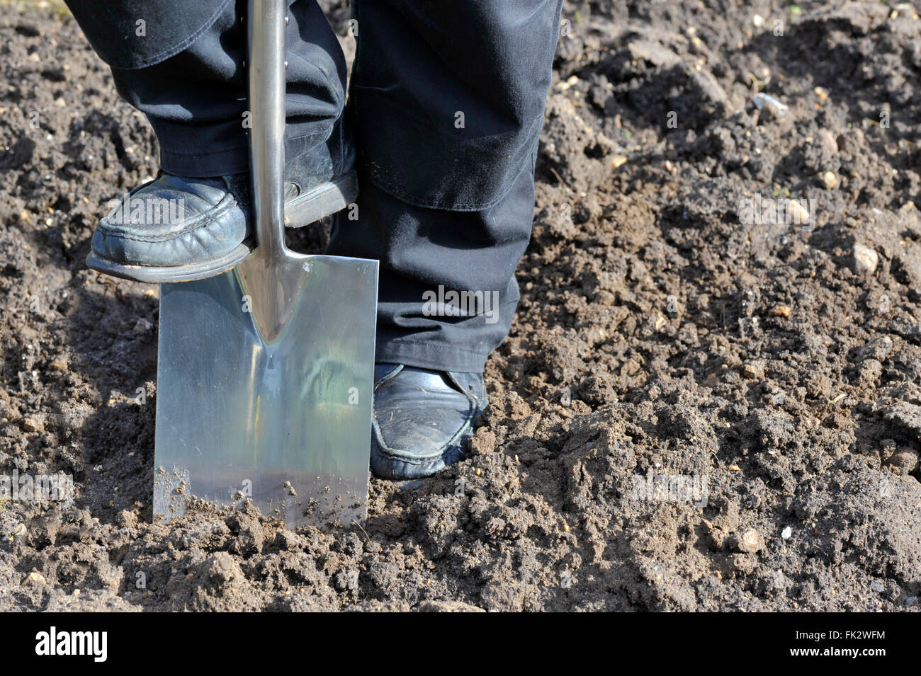 En creusant le sol préparation jardinier plus d'avec une bêche. Banque D'Images