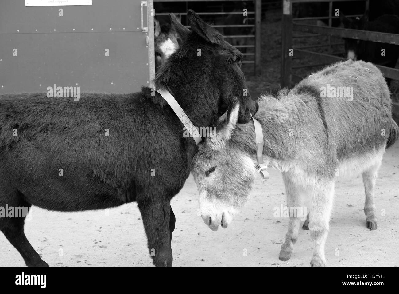 Les ânes à la Fondation Flicka Sanctuaire, Mabe Burnthouse, nr Falmouth, Cornwall Banque D'Images