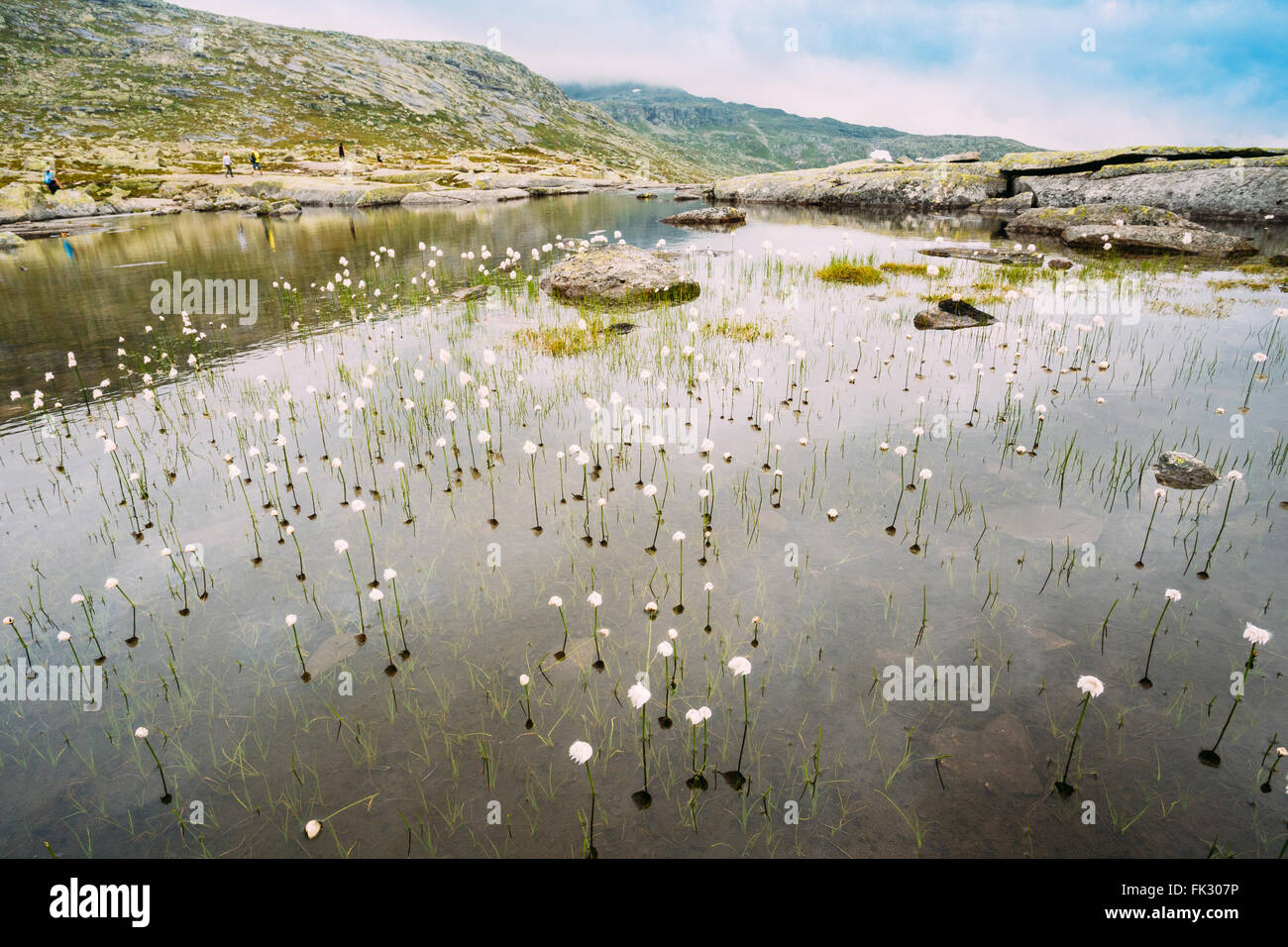 Paysage norvégien avec montagnes lac et le coton de l'herbe, l'herbe en coton ou cottonsedge Eriophorum sur le premier plan. Nature de la Norvège Banque D'Images