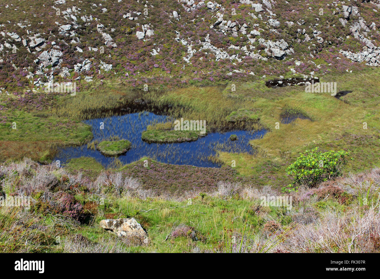 L'habitat de la faune autour du lac d'Cregennan Cadair Idris et Gwynedd au Pays de Galles Banque D'Images