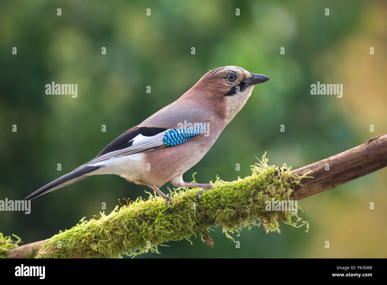 Libre d'une eurasienne jay bird (Garrulus glandarius) perché sur une branche Banque D'Images