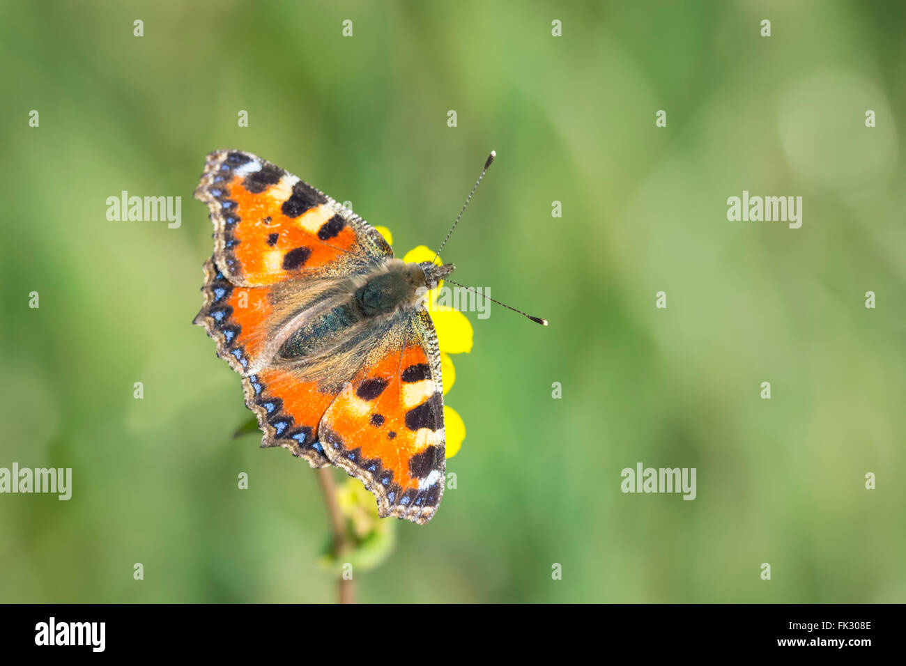 Close-up de la petite écaille (Aglais urticae) alimentation papillon de nectar de fleur, une vue de dessus sur les ailes. Banque D'Images