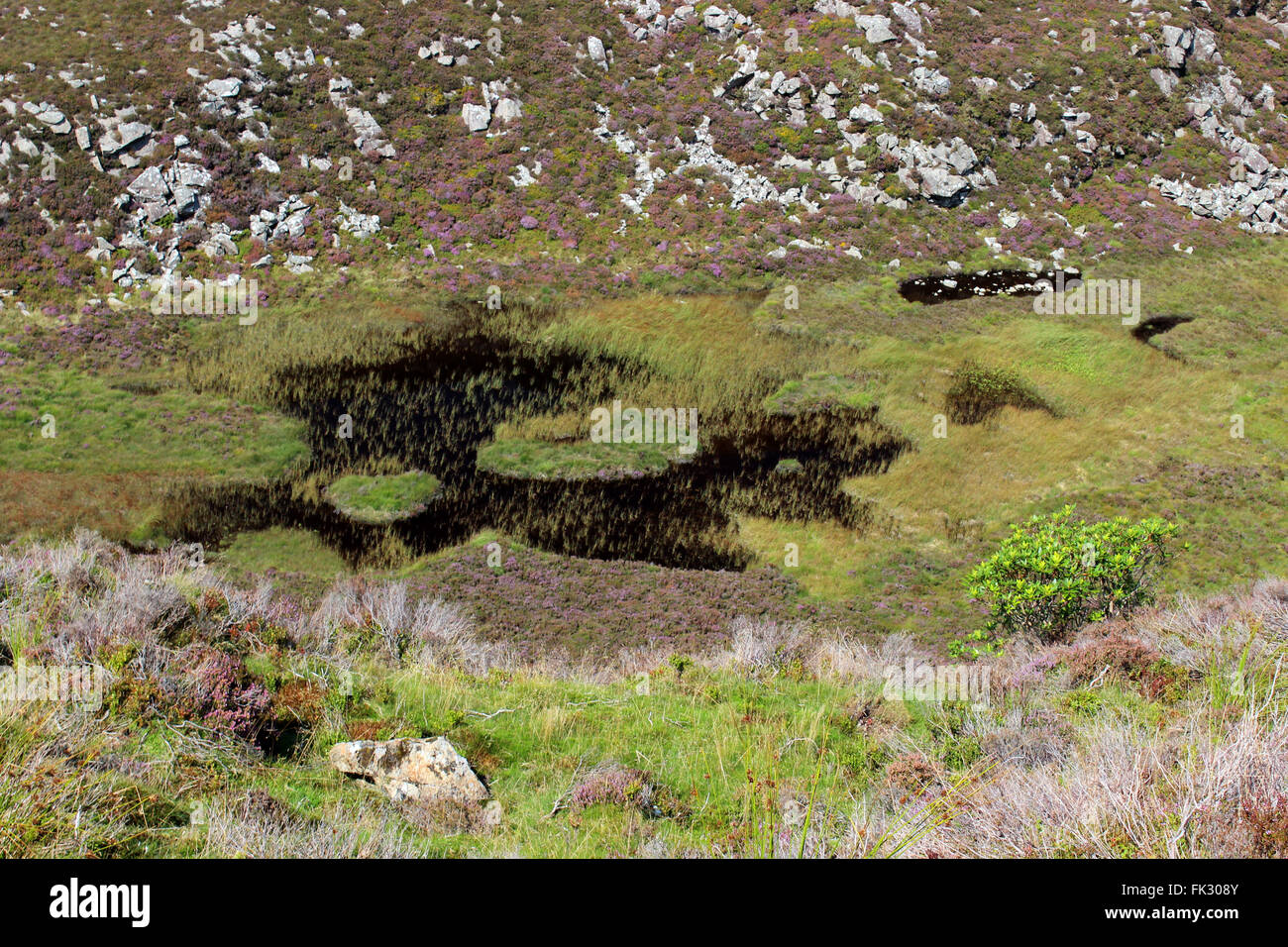 L'habitat de la faune autour du lac d'Cregennan Cadair Idris et Gwynedd au Pays de Galles Banque D'Images
