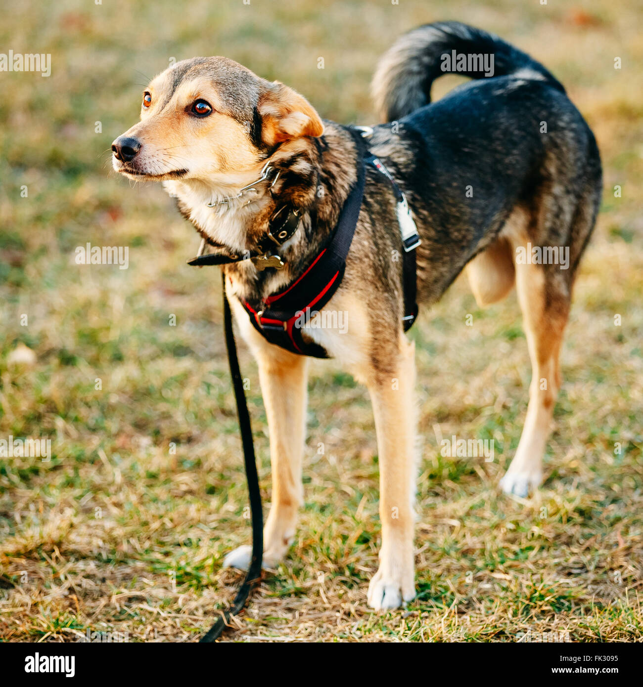 Mixed Breed Dog trois pattes de taille moyenne. Portrait de chien en plein air avec seulement trois jambes. Banque D'Images