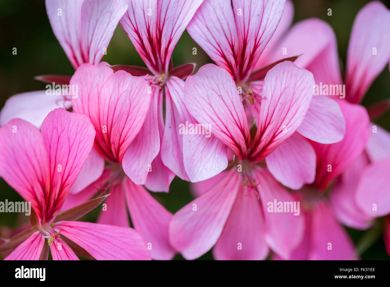 Géranium (Pelargonium peltatum) en fleurs Banque D'Images