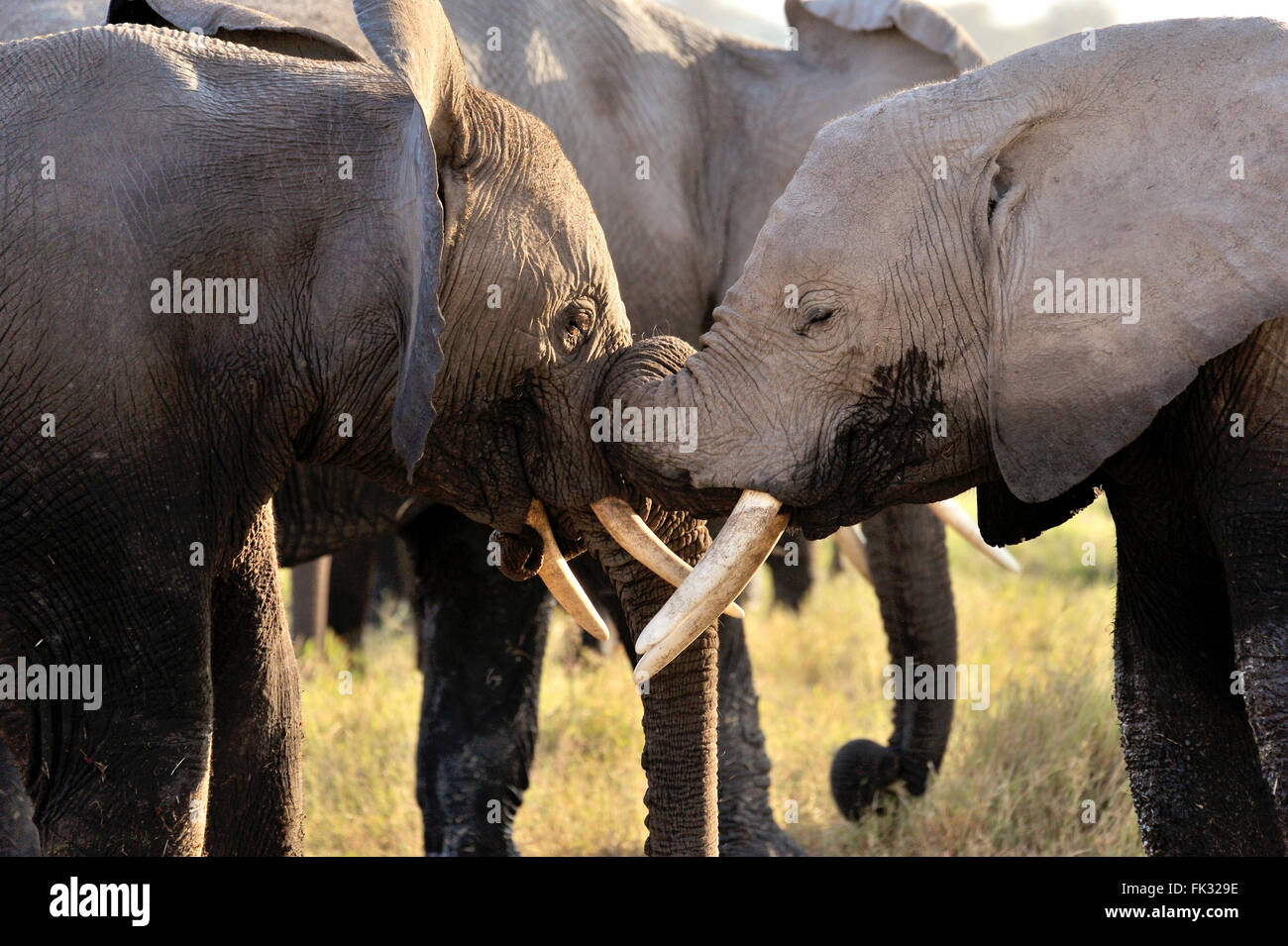 Ludique et tendrement les jeunes éléphants, Loxodonta africana, dans le Parc national Amboseli Banque D'Images