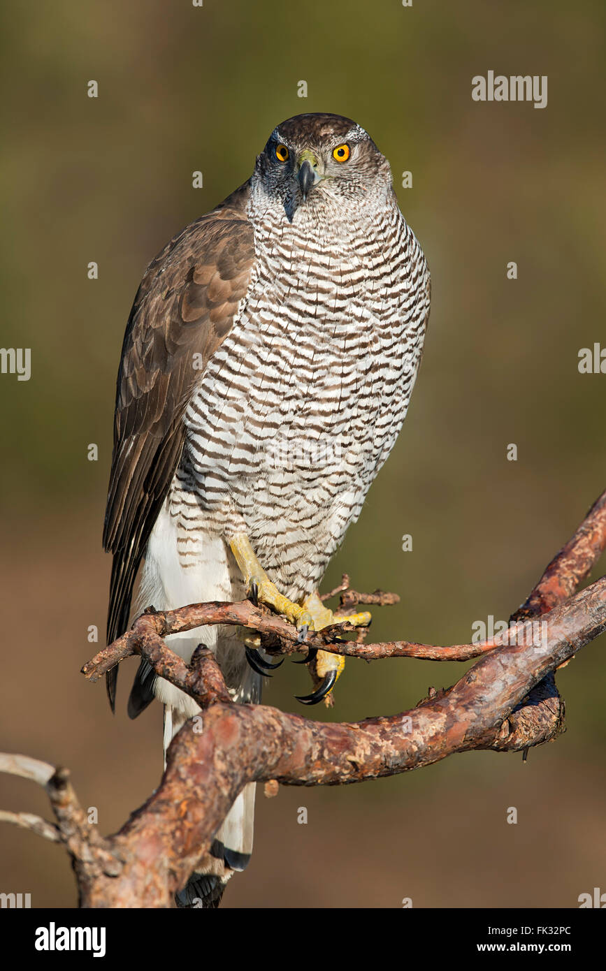 L'Autour des palombes (Accipiter gentilis) sitting on branch, Tyrol, Autriche Banque D'Images