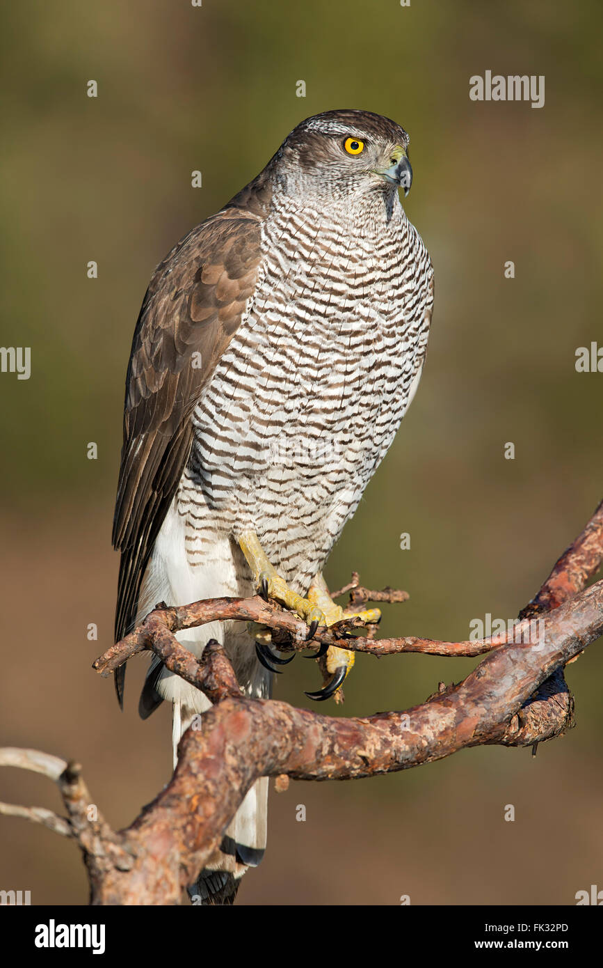 L'Autour des palombes (Accipiter gentilis) sitting on branch, Tyrol, Autriche Banque D'Images