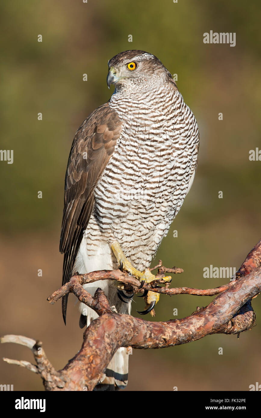 L'Autour des palombes (Accipiter gentilis) sitting on branch, Tyrol, Autriche Banque D'Images