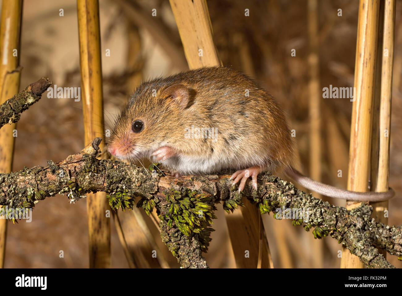 Souris d'Eurasie (Micromys minutus), Tyrol, Autriche Banque D'Images