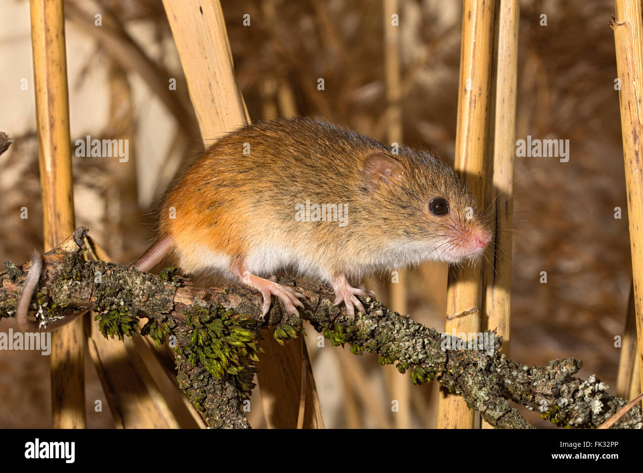 Souris d'Eurasie (Micromys minutus), Tyrol, Autriche Banque D'Images