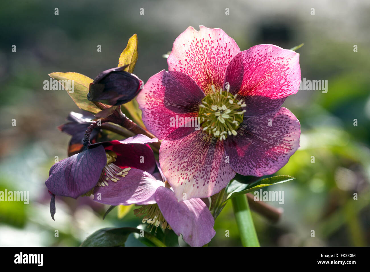 Hellebore hiver, Helleborus Lenten Rose hellebores Banque D'Images