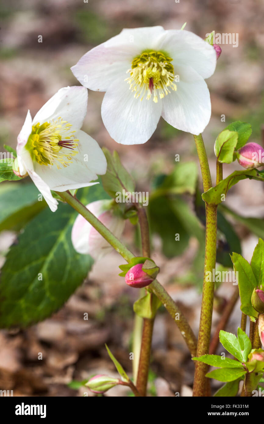 Noël Rose, Black Hellebore Helleborus niger, l'hiver Banque D'Images
