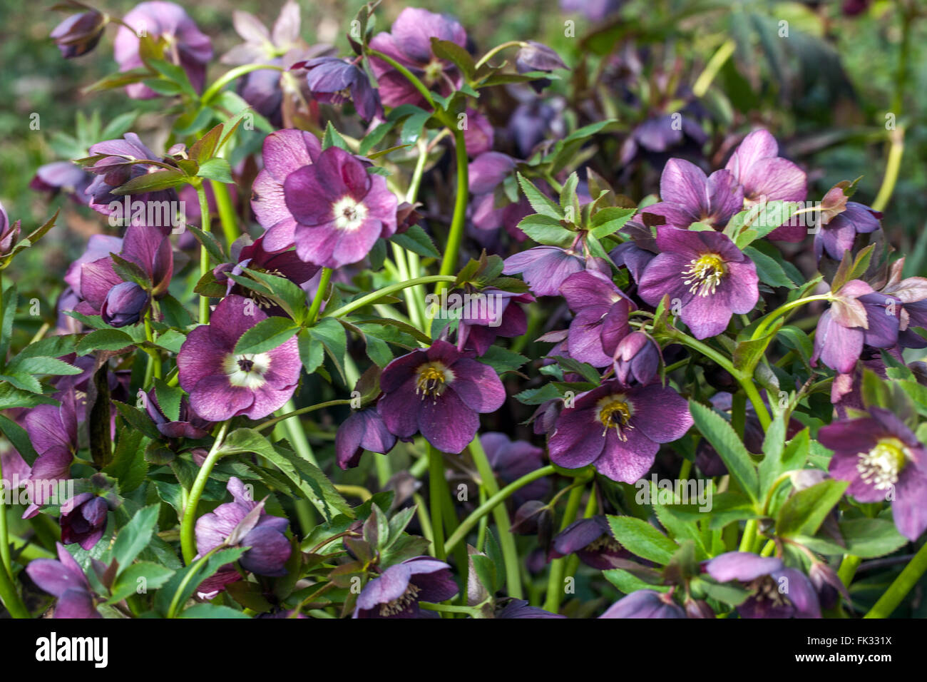 Lenten rose hellébores pourpre hellébores jardin à la fin de l'hiver Banque D'Images