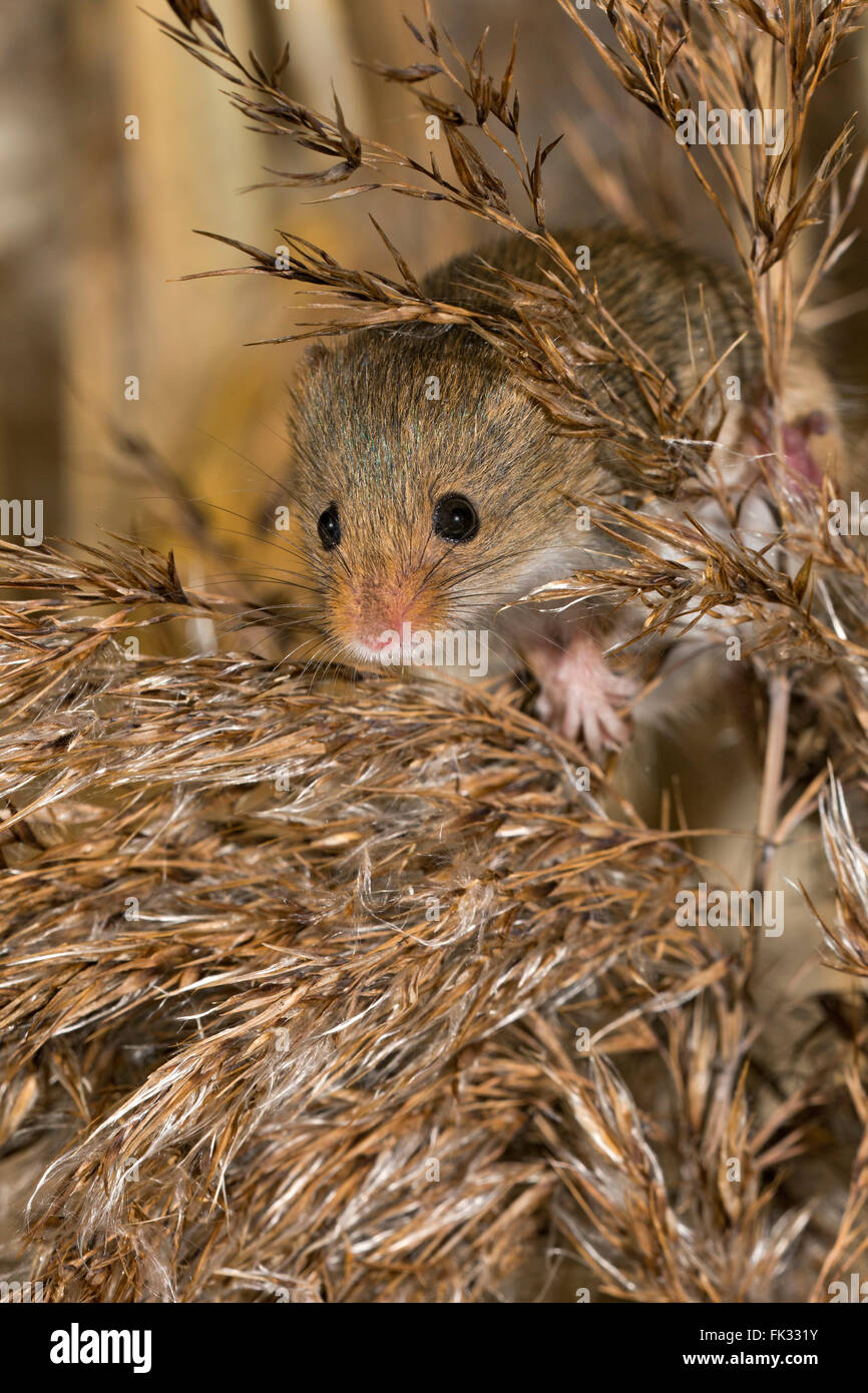 Souris d'Eurasie (Micromys minutus), Tyrol, Autriche Banque D'Images