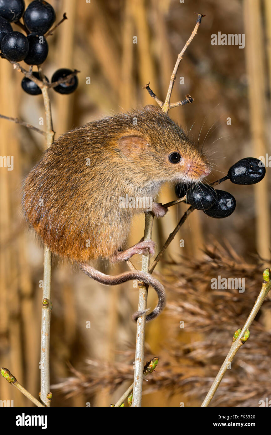 Souris d'Eurasie (Micromys minutus), Tyrol, Autriche Banque D'Images