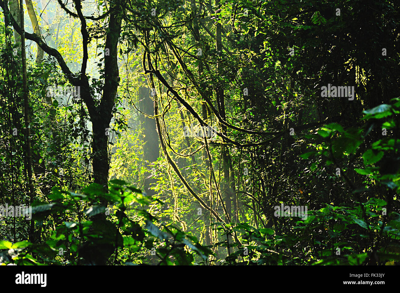 La voie de la lumière du soleil dans la forêt épaisse Banque D'Images